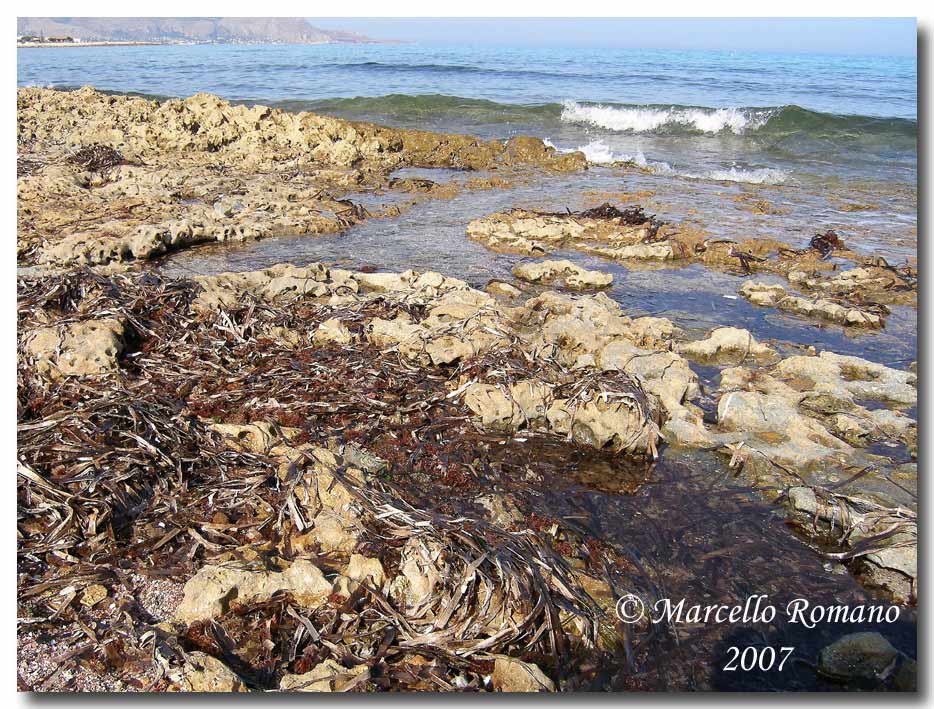 Omaggio alla pi bella cicindela di Sicilia: Calomera lugens